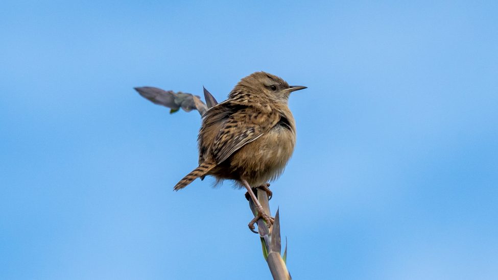 Urban Birdwatching In Bogotá 