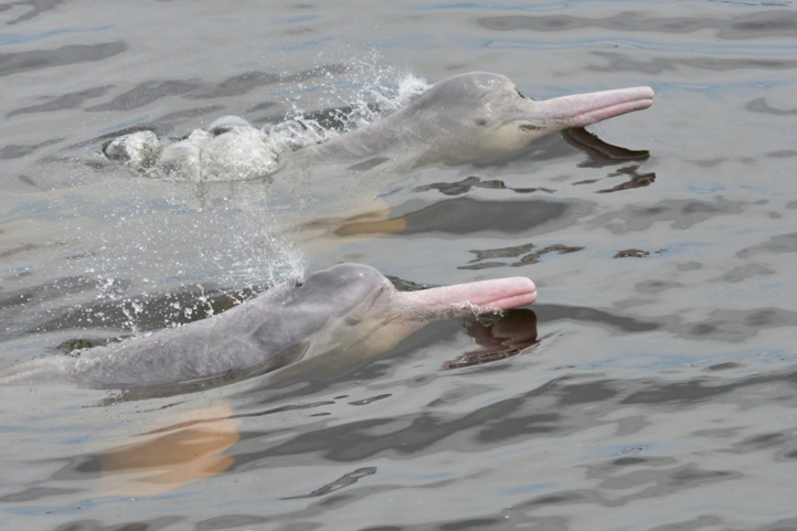 Best Amazon River Dolphin Spots In Colombia I E Pink River Dolphin